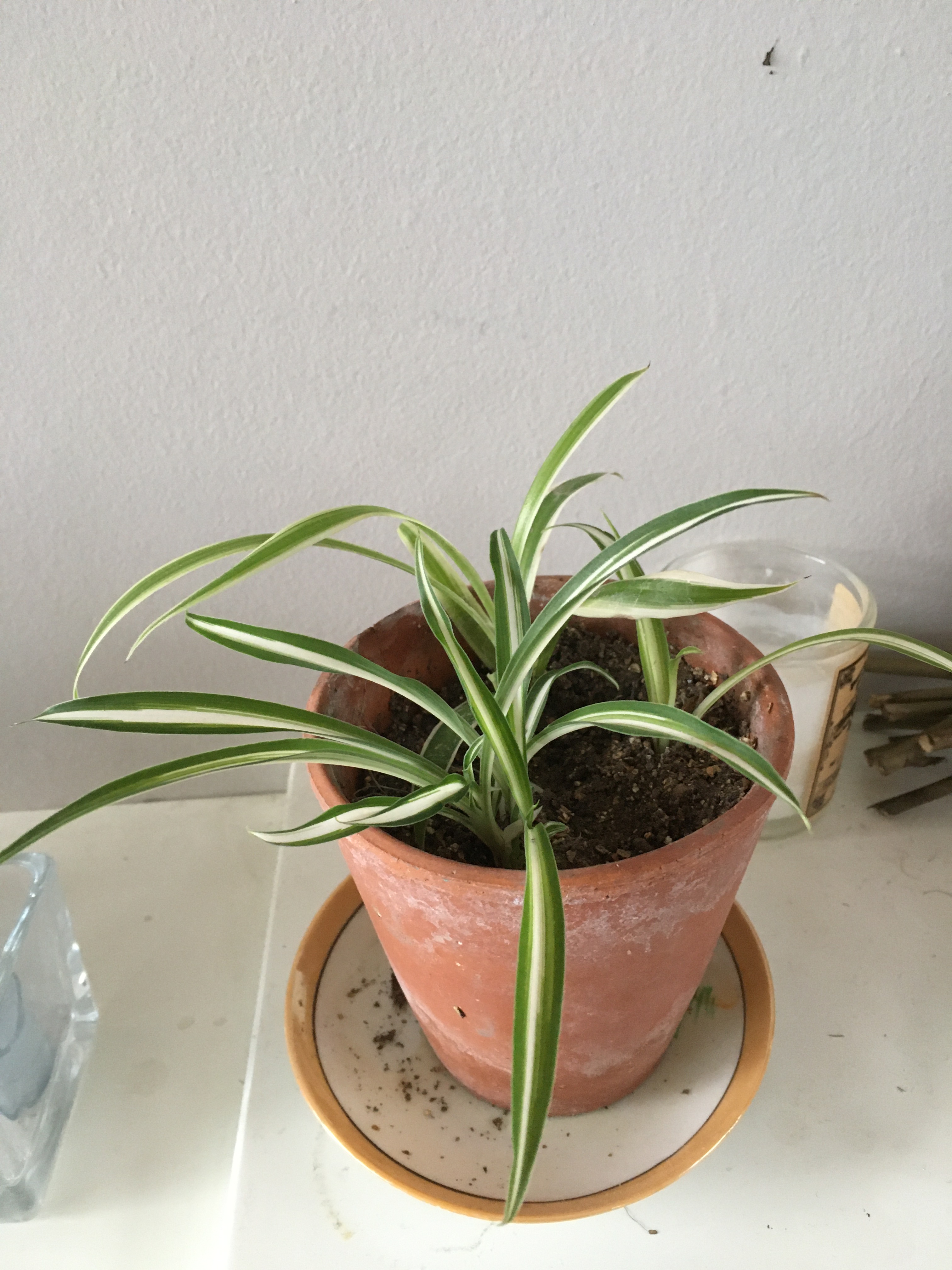 Photo of a young spider plant