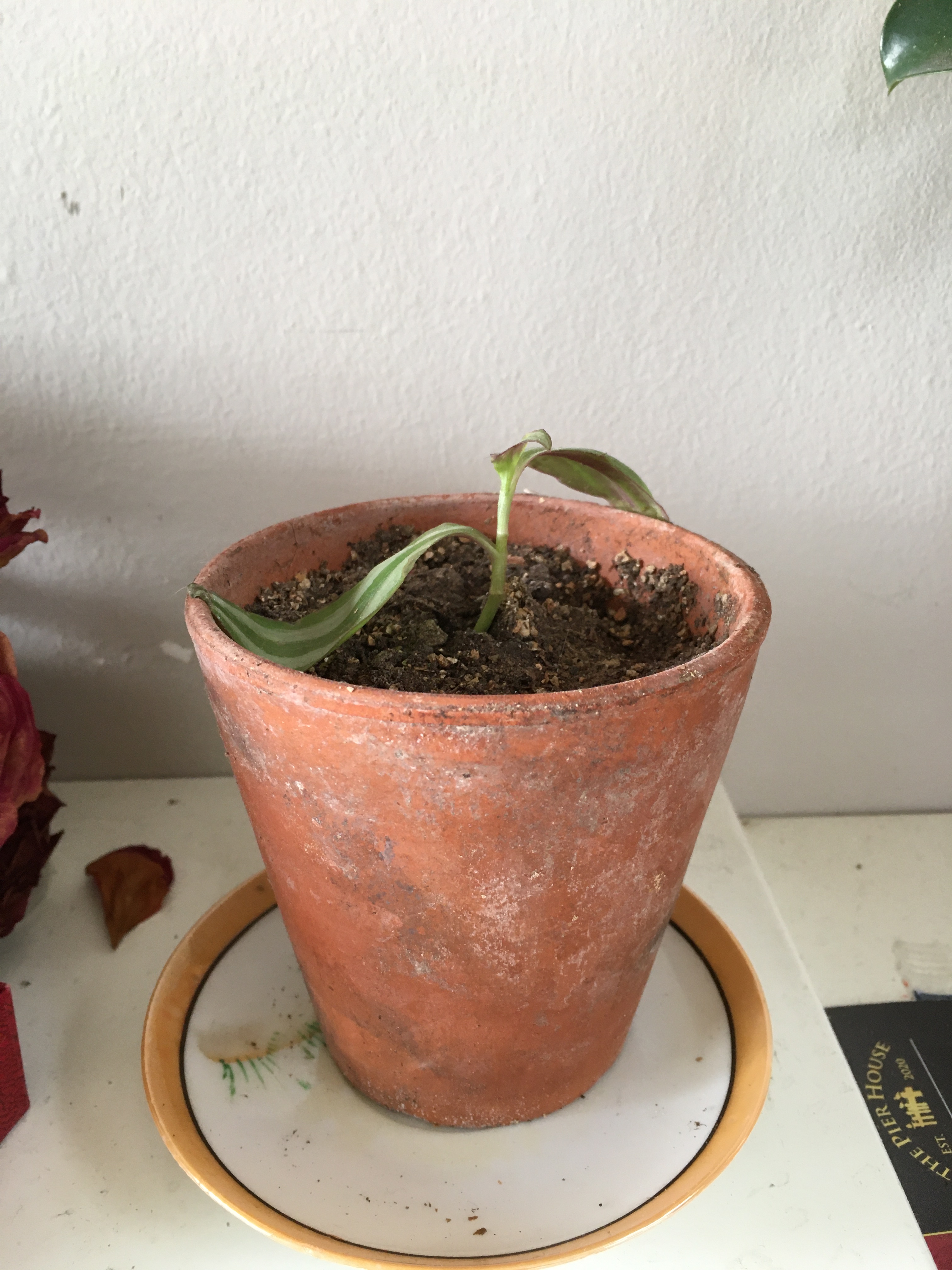 Photo of a tiny potted tradiscantia zebrina plant